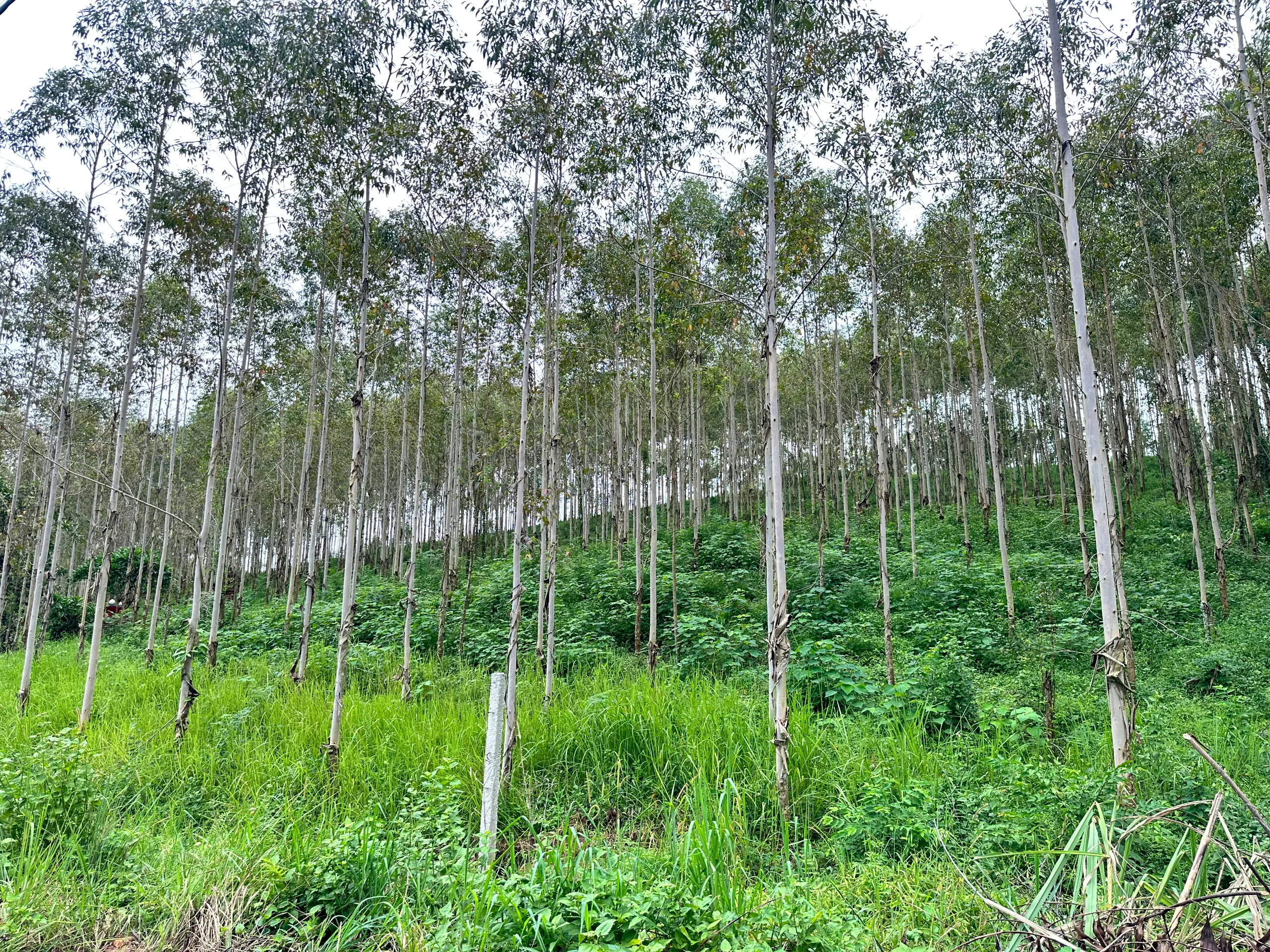 gallery ảnh